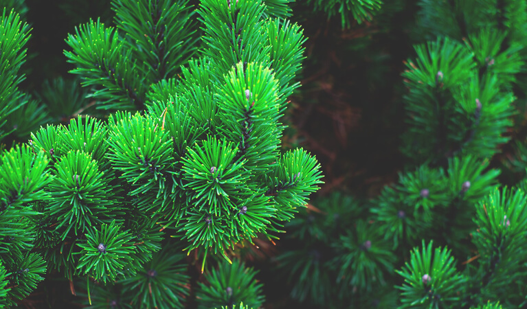 Pine - Feature Image